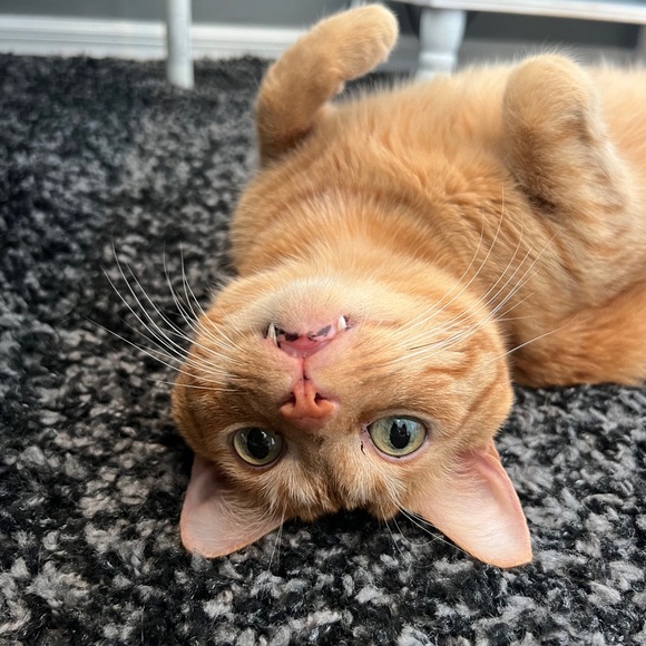 Meet your Posher, Heather - Picture 7 of 8